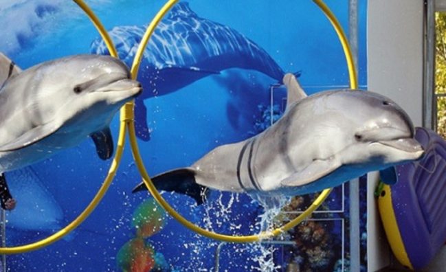 Делфинариум в Хургада