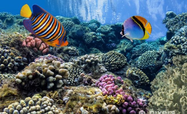 Гмуркане (гмуркане в Рас Мохамед, Тиран, от брега)