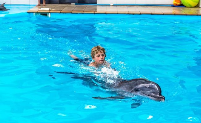 Плуване с делфини в Хургада