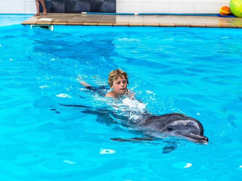 Плуване с делфини в Хургада