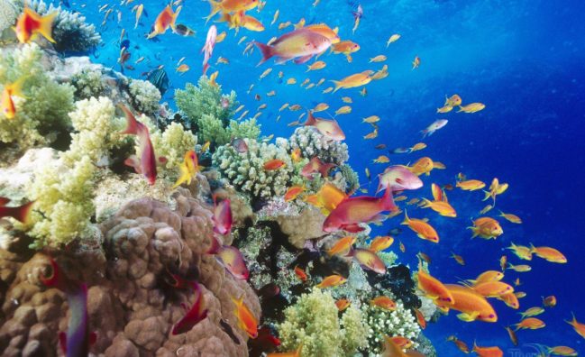 Марса Мубарак с кораб от Марса Алам